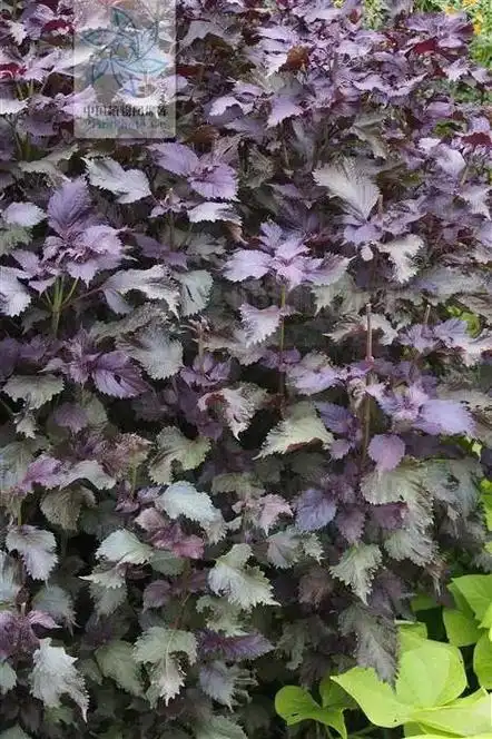 紫苏叶的作用和功效相互协调