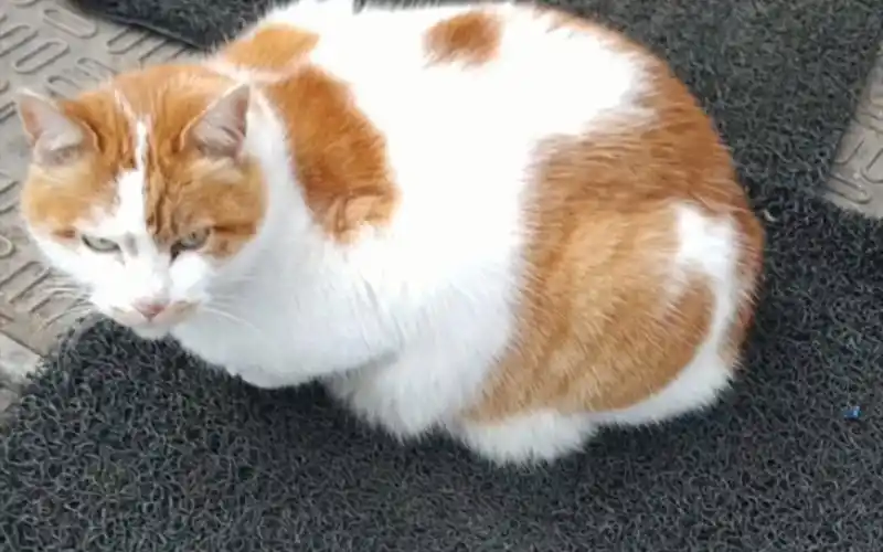 试图诱拐一只大花猫