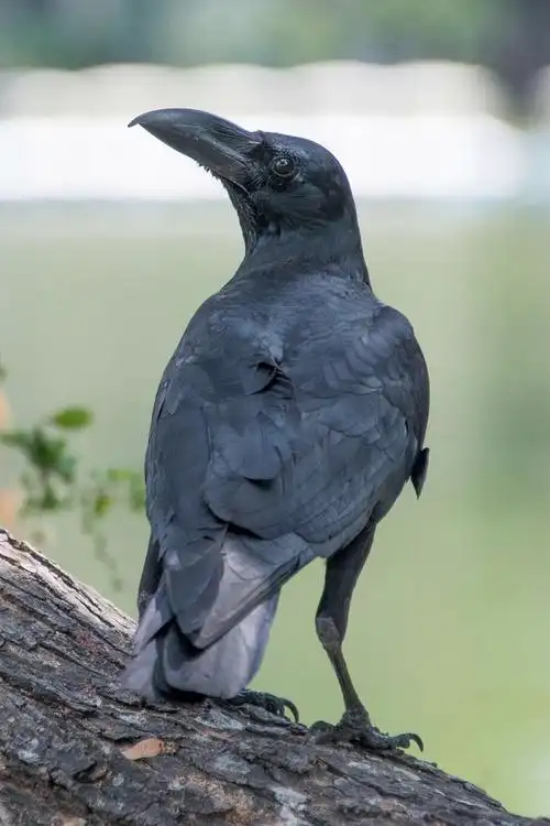 雀形目鸦科鸦属丛林鸦