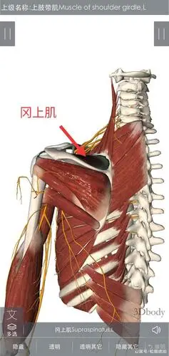由冈上肌,冈下肌,肩胛下肌和小圆机是个基建构成.