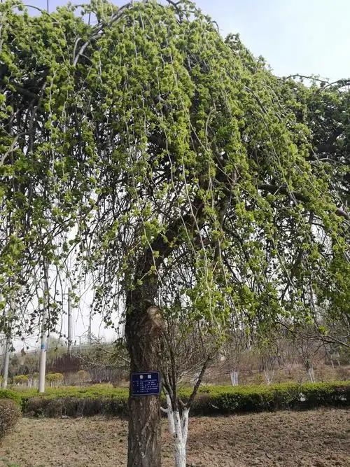 垂榆,又名倒榆,由河南自榆或家榆树干做砧木,新疆爬地榆做接穗