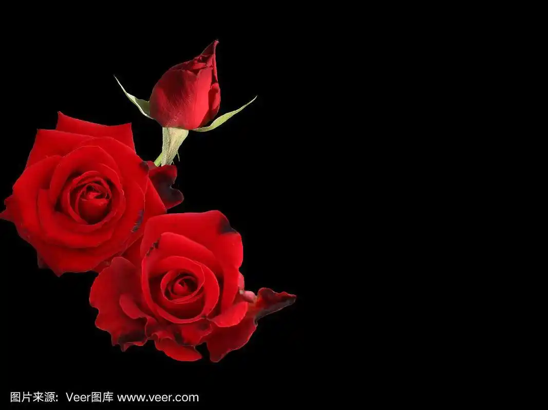 黑色背景上的红玫瑰花