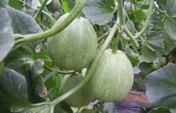 甜瓜品种图片大全
