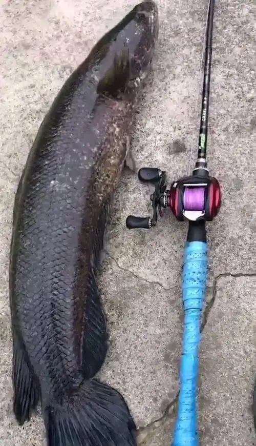 合肥一截流河道内有大黑鱼盘踞,被钓起后,钓友:比胳膊还粗!