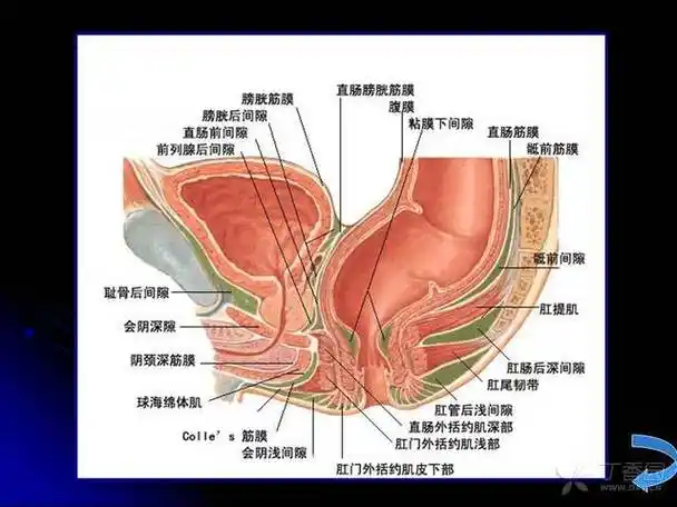 一个ppt 搞定结直肠肛管解剖