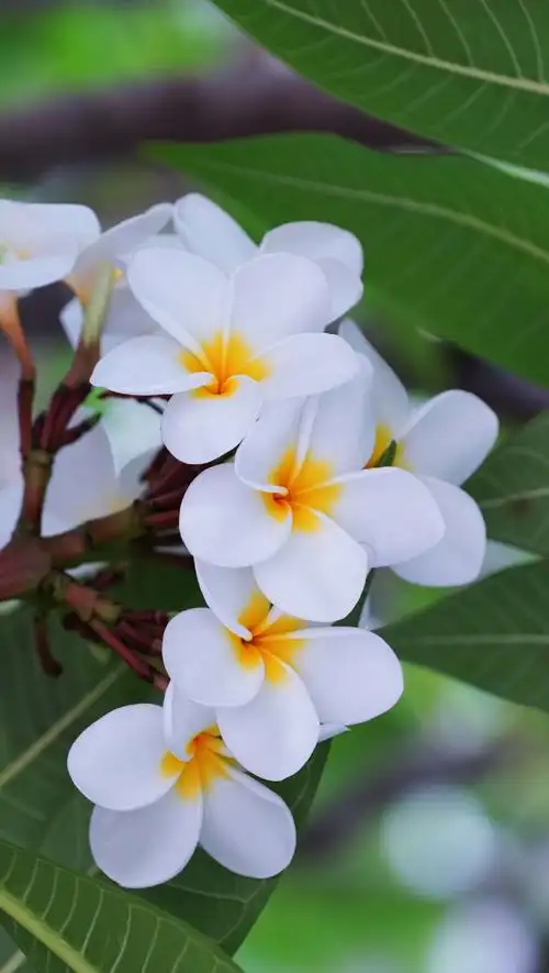 小清新优美鸡蛋花1440x2560分辨率查看