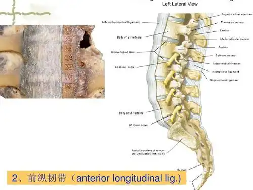 2,前纵韧带(anterior longitudinal lig.