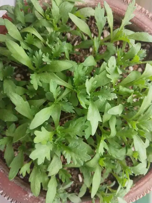 于洋的小雏菊成长记