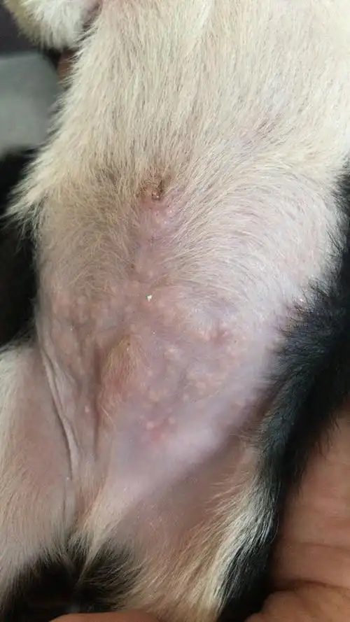 刚刚出生的小边牧近十天了,肚子上长满了小疙瘩,是什么情况 答题