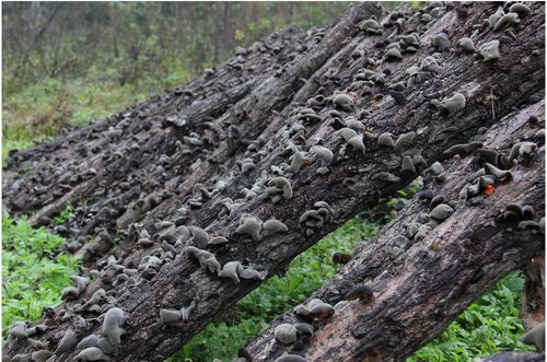 康县新科一号黑木耳新品森锦居农家椴木野外生长秋木耳干货200克