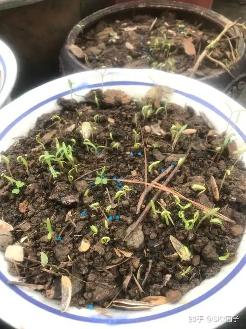 格桑花萌芽记录 - 知乎