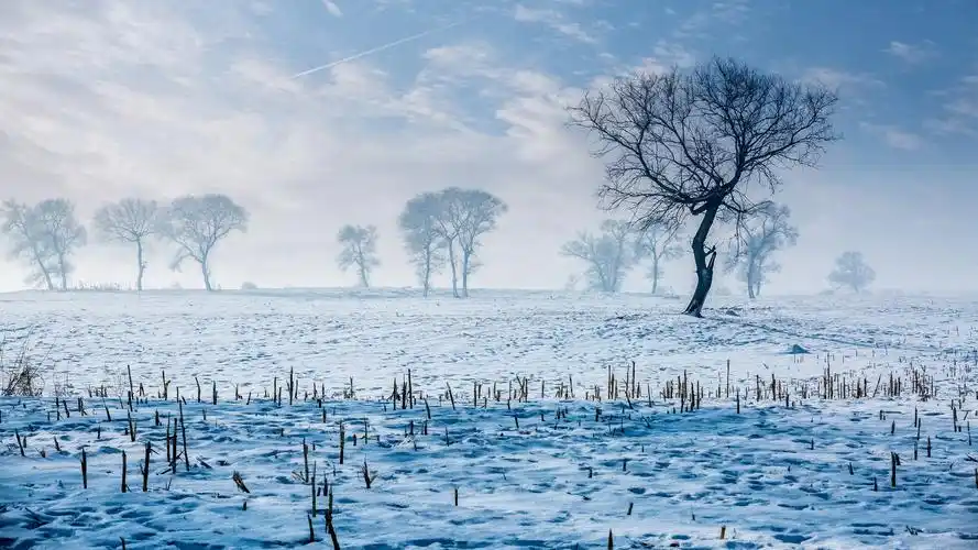 冬日雪地美景,高清图片,电脑桌面-壁纸族