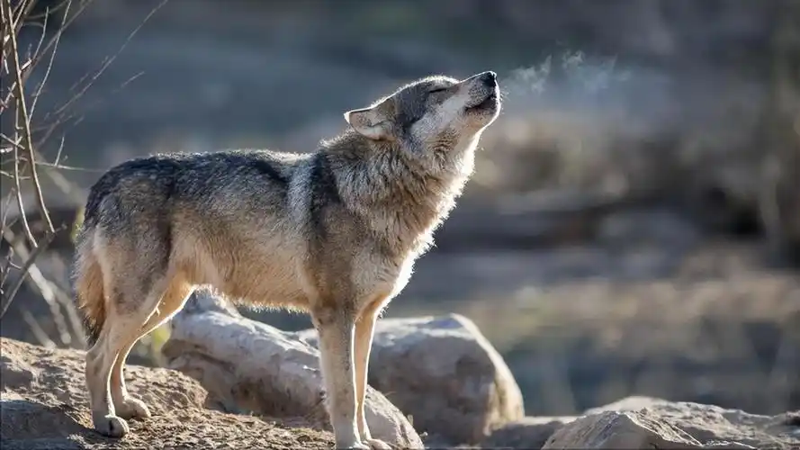 回顾:牧民意外救下狼王,被一口咬伤鲜血直流,一年后狼群舍命报恩