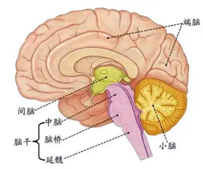 "五感合一"打开孩子大脑的潜能