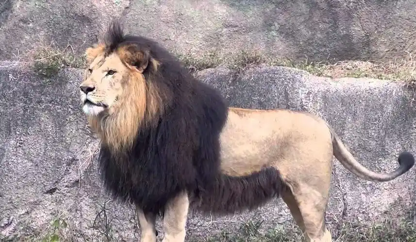 奇闻威风凛凛世界上最大的狮子濒临灭绝以前的斗兽场之王