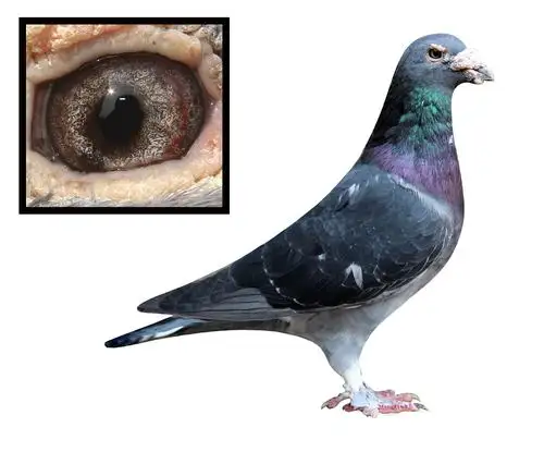 国血吴淞老桃花