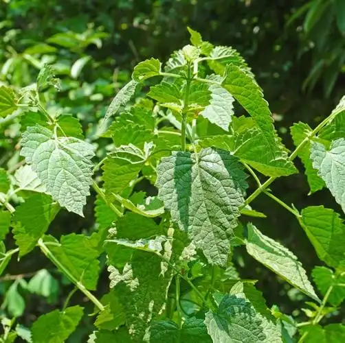 四川新鲜藿香叶鱼香叶农村自种鱼香菜泡茶做菜霍香叶子500净重