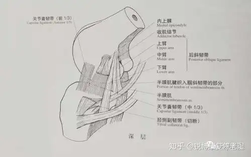 右膝内侧副韧带损伤需要多久康复和如何恢复?