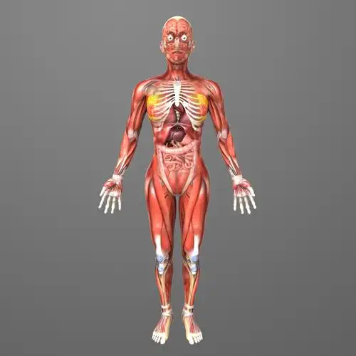 人体女性解剖学3d模型