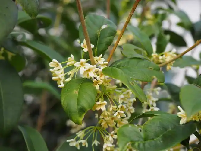 桂花(osmanthus fragrans (thumb.)lour.
