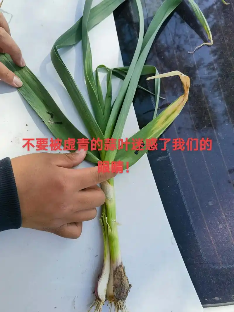 随着温度回升,目前田间根腐病已经发生,当大蒜底部两张叶片发黄 - 抖