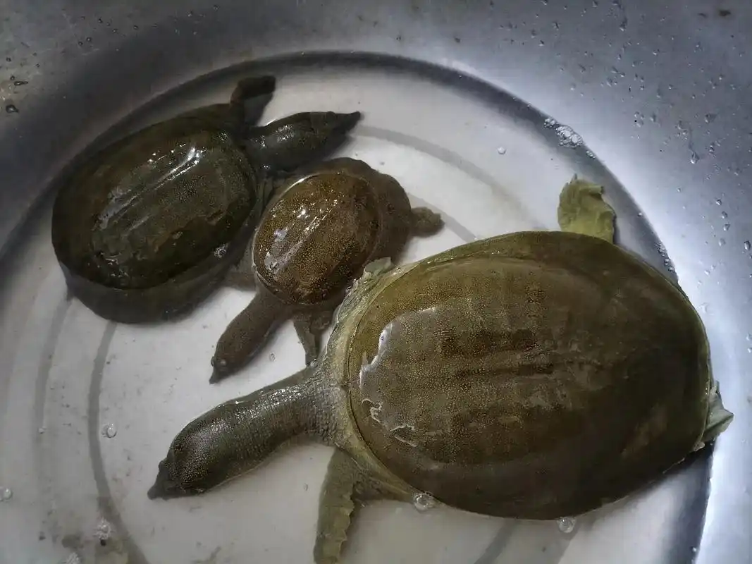 又抓了三只野生甲鱼大的2.2斤,俩小的一起1.3斤,有要的不 - 抖音