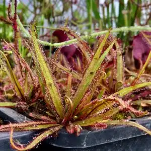 【阿帝露茅膏菜】大型品种好养可以轻松爆盆的食虫植物