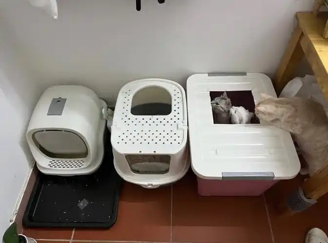 不到30r的收纳箱自制猫砂盆也太香了