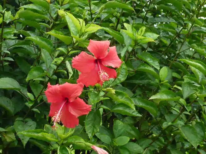 【朱槿牡丹摄影图片】广州花都人民公园生态摄影_捕捉美丽的瞬间