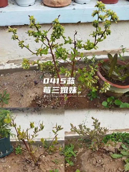 蓝莓开花快一个月了怎么还这样小