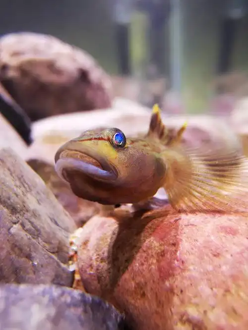 褐吻虾虎5厘米左右入缸了过了一会就跳出一条怎么才能不跳大神们