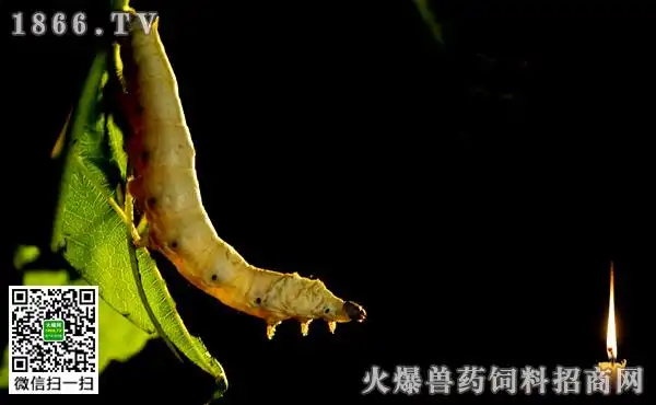 家蚕空头性软化病症状,如何治疗家蚕空头性软化