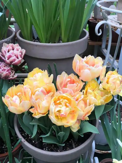 会变色的重瓣郁金香狐步舞