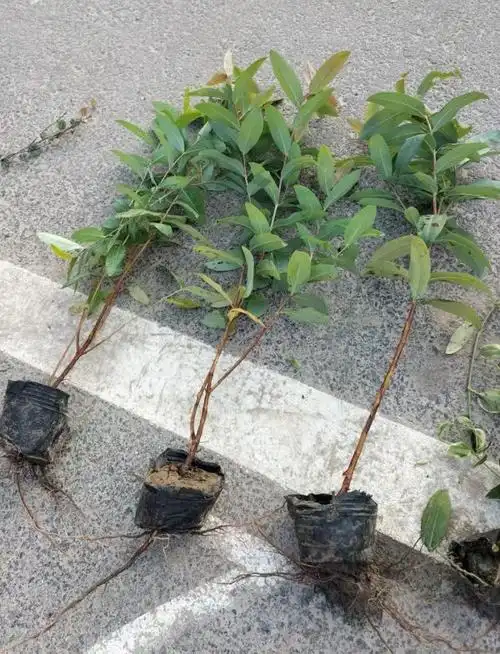 金丝桃小杯苗价格 金丝桃杯苗批发