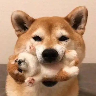 2021最新头像可爱萌宠高清图片_动物头像_美头网