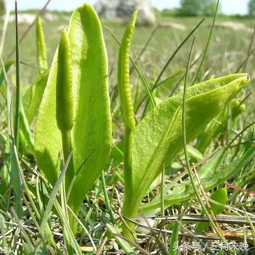 一支箭具有清热解毒,活血散瘀之功效,其实一支箭最大的好处是,在野外