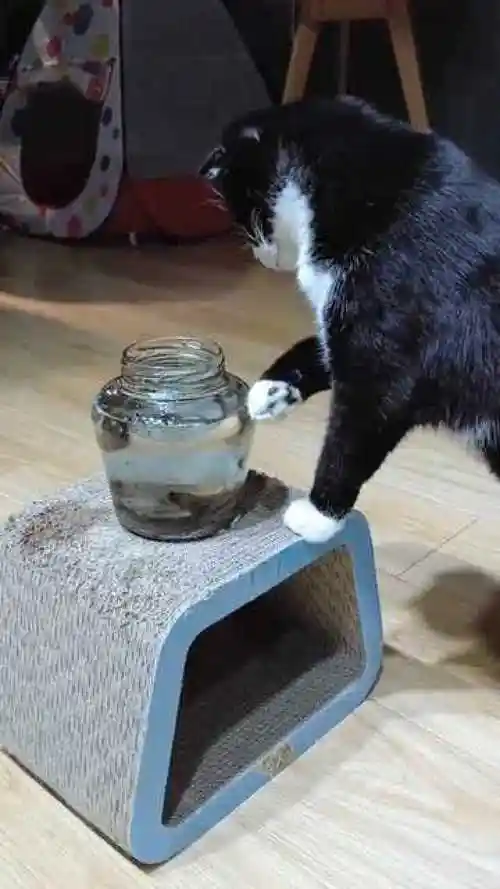 这无处安放的小手儿啊是没想好捉哪条吗