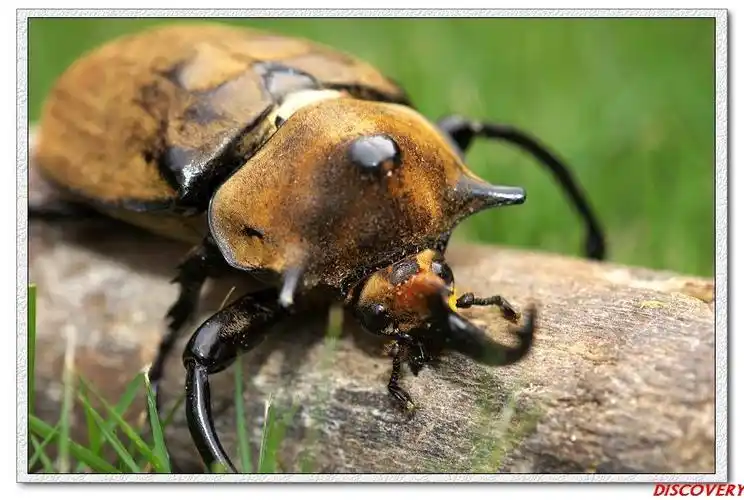 一组南美独角天牛的pp