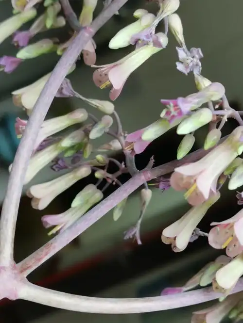 蕾丝公主宽叶不死鸟的高光时刻