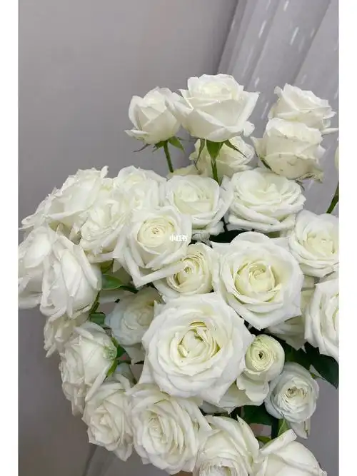 多头白泡泡玫瑰