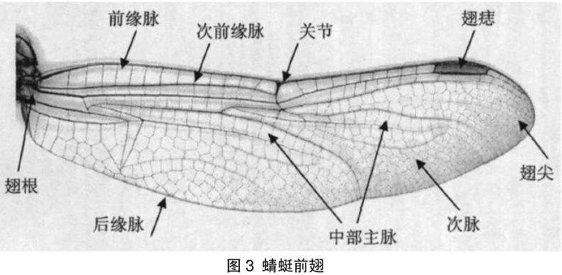 蜻蜓翅膀结构在仿生学的应用