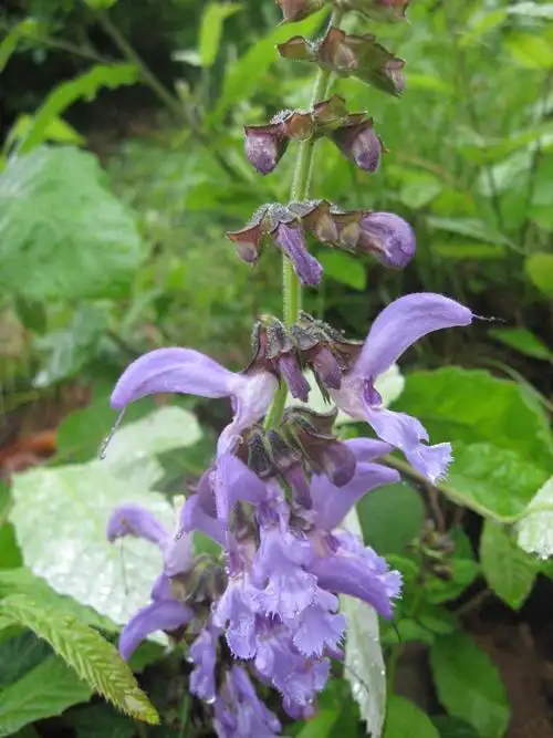 p data-id="tzpb7n211mqe">血参是唇形科鼠尾草属多年生草本植物.