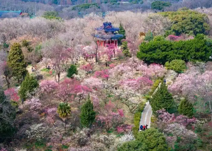 南京新晋顶流!就在……_梅花山_金陵_线路