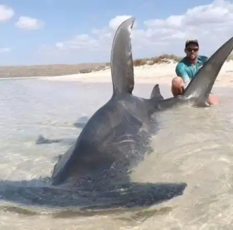 澳垂钓者钓鲨鱼堪称高手 4天钓10头虎鲨合照留念-新闻中心-南海网