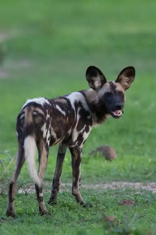 非洲野狗,在非洲,赞比亚野生的非洲野狗的高分辨率图像