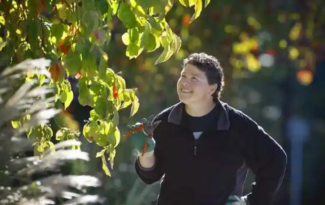 in the garden: right time to plant a tree, but which tree is