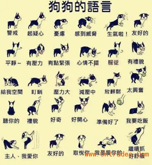 您家狗狗的动作语言知多少?
