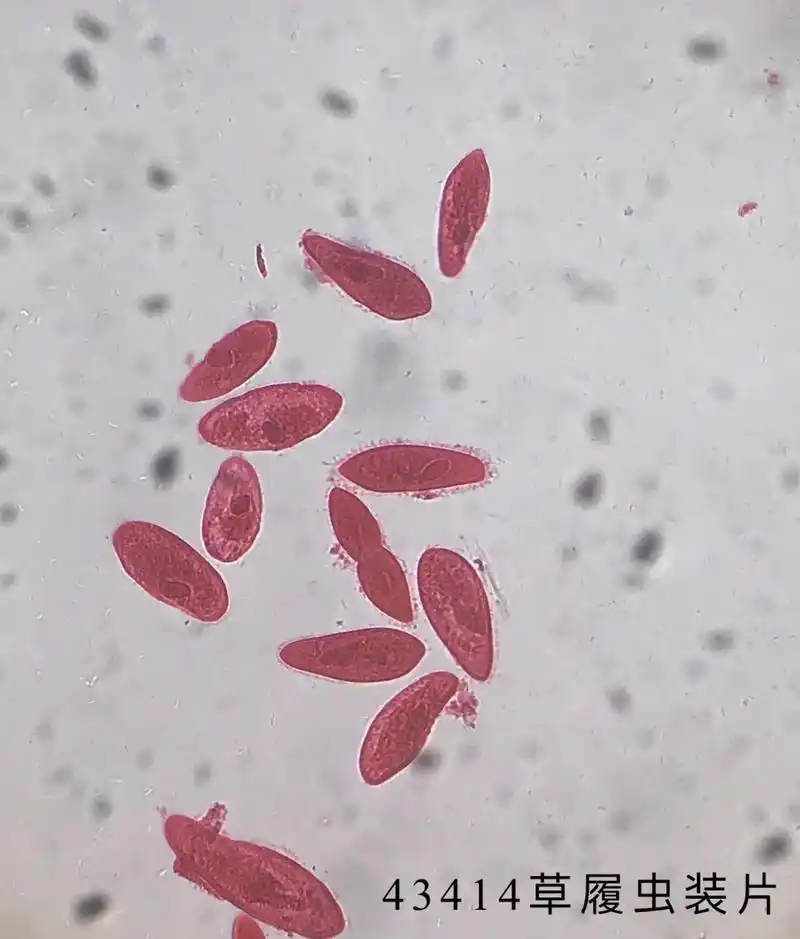 生物学.#生物学 #显微镜 #草履虫 #细胞 - 抖音