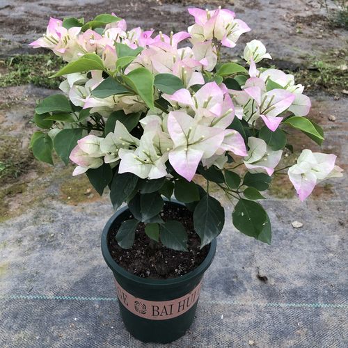 绿叶樱花三角梅盆栽苗重瓣带花带盆发货品种四季爬藤室内花卉老桩