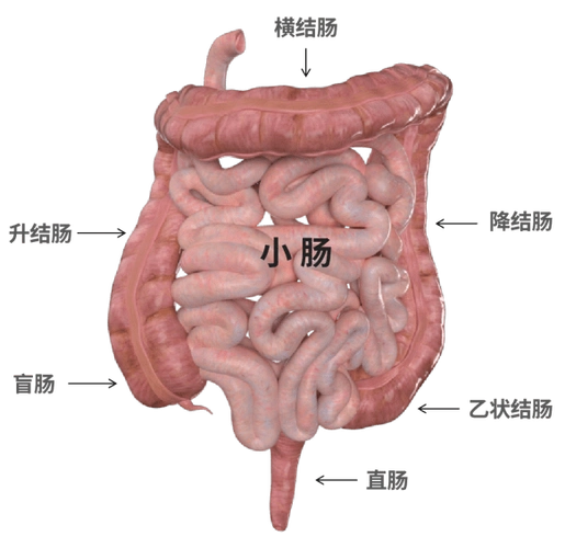 健康海绵宝宝里的大肠包小肠到底是什么肠